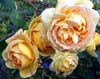 Claude Monet Rose